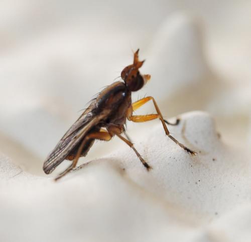 Limnia unguicornis